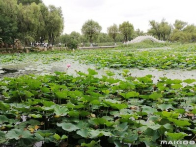 澳门哈尔滨太阳岛旅游景点推荐，你去过几个？